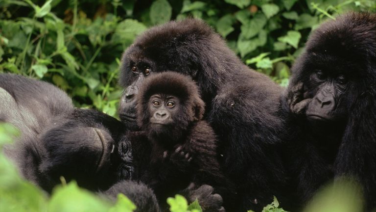 7 Days Bwindi Gorilla Trekking and Serengeti Wildebeest Migration Safari