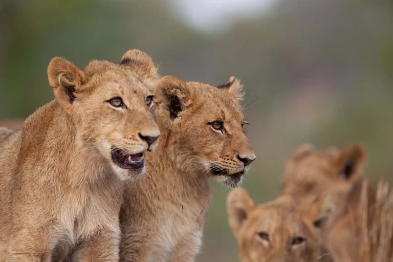 7 Days Kenya Uganda and Rwanda Adventure