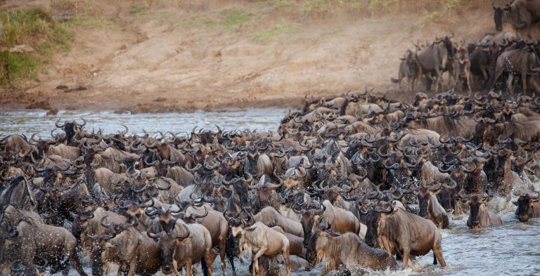 8 Days Wildebeest Migration Safari
